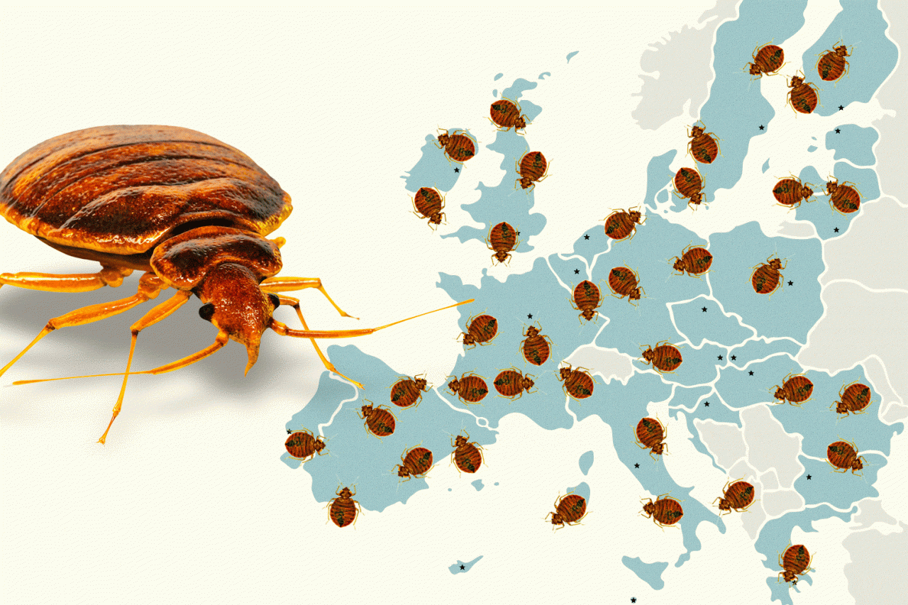 Bedbug infestation paris