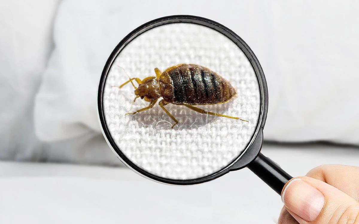 Bedbug infestation paris