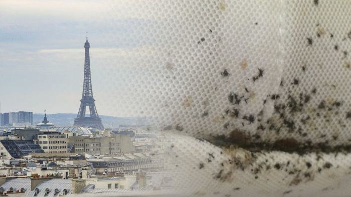 Bedbug infestation paris