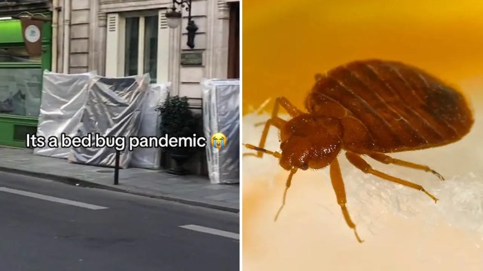 Bedbug infestation paris