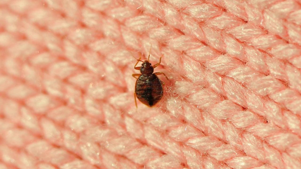 Bed bugs bug infestation do signs furniture eggs removal infested burlingame options travels requires vigilance controlling spread commons wikimedia credit